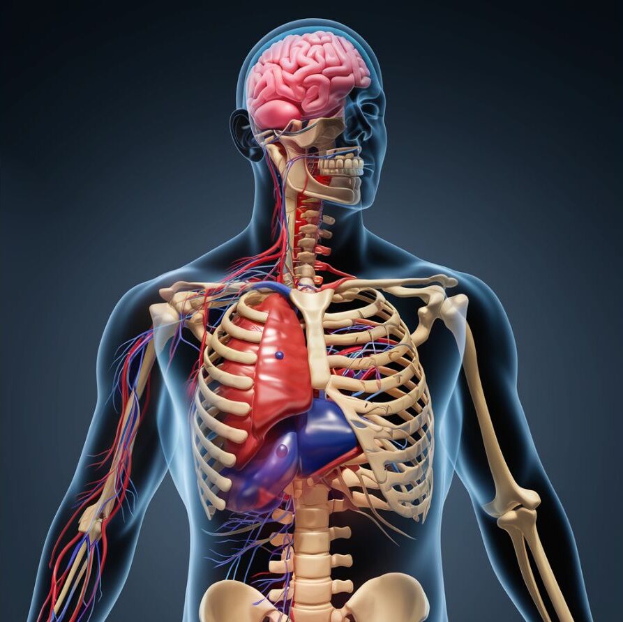 Modelo anatómico del cuerpo humano generado con inteligencia artificial, proporcionando una herramienta visual interactiva para el aprendizaje de la biología.